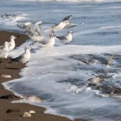 Mersin Mezitli Sahili