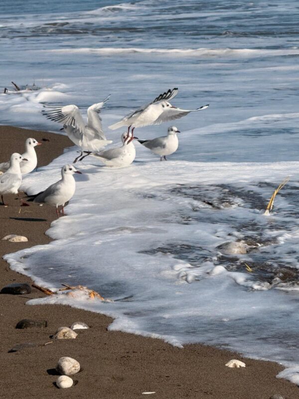 Mersin Mezitli Sahili