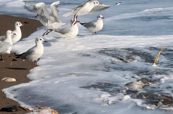 Mersin’de Ev Alırken Dikkat Edilmesi Gereken 10 Önemli Nokta